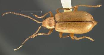 Media type: image; Entomology 18295   Aspect: habitus dorsal view